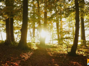 [百度] 【超清 4K】【治愈】【风景】【音乐休闲】《在秋天的森林中漫步》【无水印】