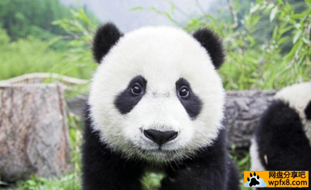 大熊猫.png